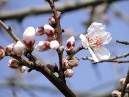 flowering almond tree in spring