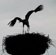 bird nest black silhouette