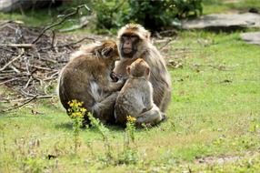 monkey family animal wildlife