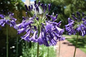 purple plant in south africa
