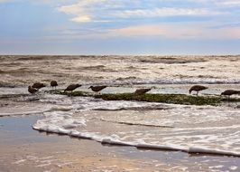 gulls on the beach