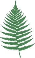 fern leaf nature drawing
