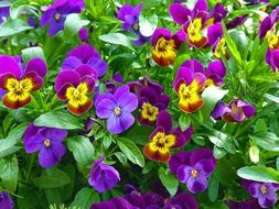 bright colorful pansies