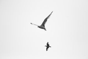 two seagulls at sky