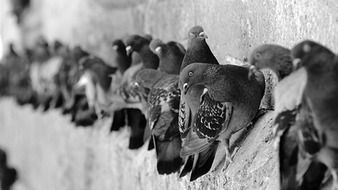 black and white photo of pigeons on the facade of the building