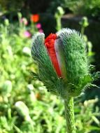 fluffy poppy bud