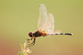 dragonfly in flight macro on a blurred background