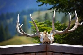 Deer skull with horns on fence