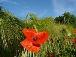 red poppies among green wheat ears