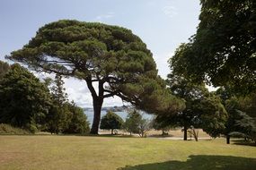 huge branchy tree on the meadow in a park