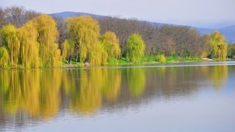 willow trees by the river in spring