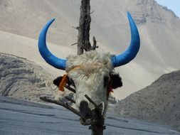 animal skull with blue horns