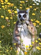 lemur on green grass