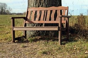 wooden bench by the tree