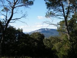 forest among mountains on a sunny day