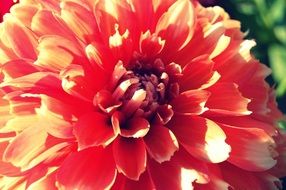 Beautiful dahlia flower in summer