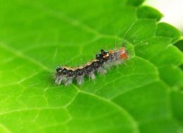 closeup photo of caterpillar crawling on a green leaf