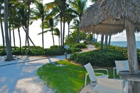 palm trees in hotel