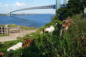 bridge goats