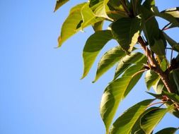 leaves sky