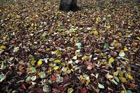 seasonal leaf fall