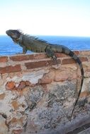 iguana is on a wall