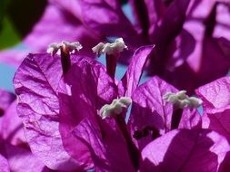 violet bougainvillea flowers