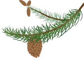 painted conifer branch with cones