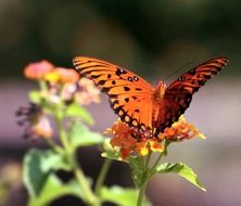 bright orange butterfly on a flowering plant close-up