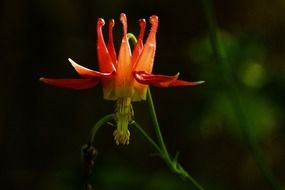 sitka columbine close up