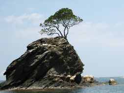 lonely tree on top of a mountain