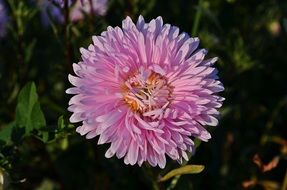 pink aster in full bloom