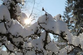 tree branches covered with snow,winter