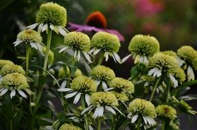summer flower bushes close up