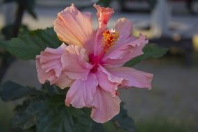 magnificent pink flower