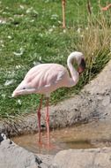 Picture of pink flamingo bird