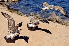 Birds in wildlife
