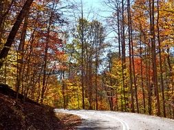 colorful foliage in the trees along the forest road