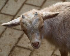 cute baby goat animal with small horns