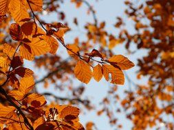 Bright golden beech leaves against the sky