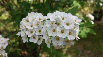 Beautiful white and yellow flowers in spring on a blurred background