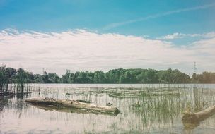 marsh by the river