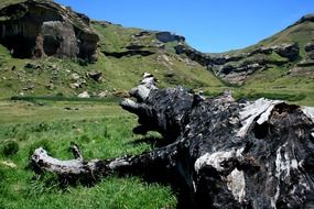 dead tree in mountains on a sunny day