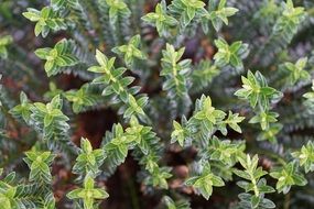 bush green plant macro view