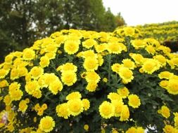 yellownchrysanthemums flowers blooming in the park