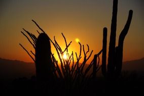 cactus silhouette at sunset