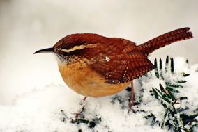 Carolina Ren is a bird in the snow close-up