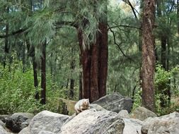 squirrel on stone in the forest with trees at background