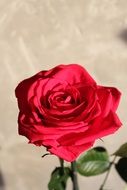 lush red rose on a stalk close-up