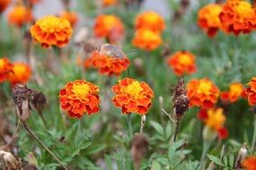 mountain bug flowers